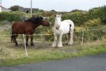 PICTURES/Innishmore - Aron Isles/t_DSC04814.JPG